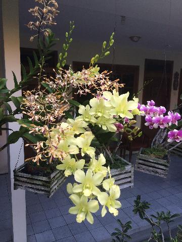 ANGGREK LARAT ( DENDROBIUM PHALAENOPSIS )